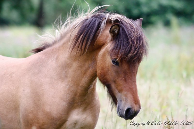 Focus a.jpg - Fokus fra Galten - ein Keilir fra Midsitju Sohn